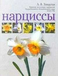 Нарциссы, Завадская, 2003
