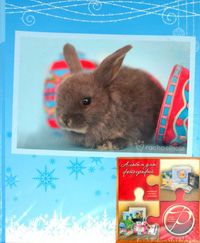 Фотоальбом "Winter rabbits", , 0000