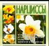 Нарциссы, Волкова В.Н., 2005
