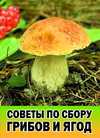 Советы по сбору грибов и ягод, Беляев А.В., 2009