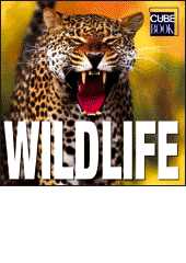 Wildlife, Valeria Manferto De Fabianis, 2007